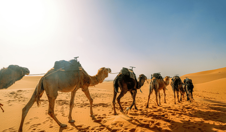 Camel Riding Activity